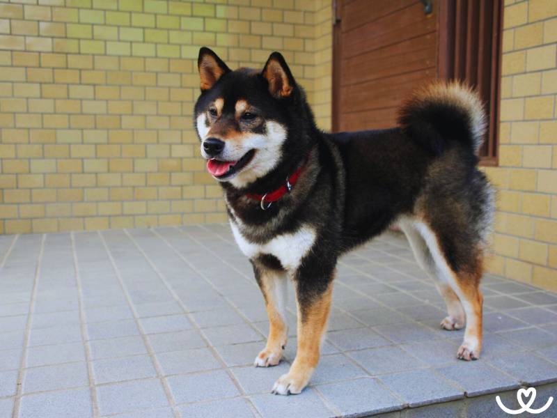 Psi-plemeno-shiba-inu (7)